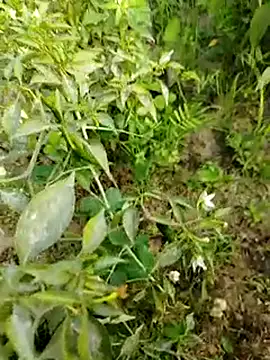 sweet suman online show from 15, 1, 2025