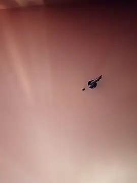 Snapshot of BR_master chatting on 19, 9, 2025 BR master online show from 19, 9, 2025