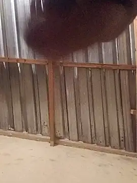 T9nybh3ksta66 online show from 14, 9, 2025