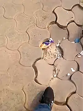 Raj41 online show from 2, 12, 2025