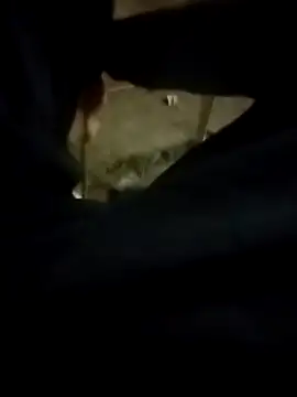 Playboy bhabhi 00 online show from 13, 2, 2025