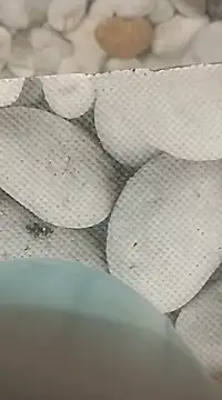 Playboy bhabhi 00 online show from 25, 2, 2025