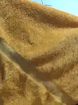 Tocameamor online show from 21, 2, 2026