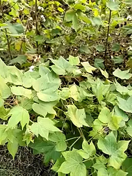 himvilohi08 online show from 23, 10, 2025