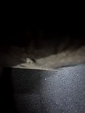 odilicia online show from 1, 12, 2025