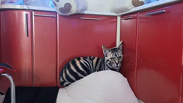 SquirtMilf00 online show from 9, 4, 2026