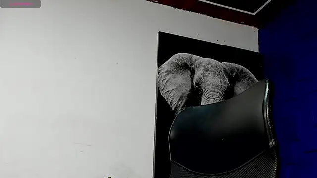 king falconer online show from 17, 11, 2025