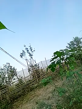 Snapshot of Chubbyhoney1 chatting on 31, 3, 2026 Chubbyhoney1 online show from 31, 3, 2026