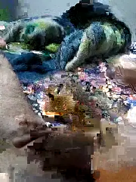 sitonmycock  online show from 6, 10, 2025