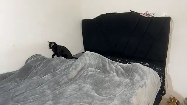 Conor Taylor online show from 9, 9, 2025