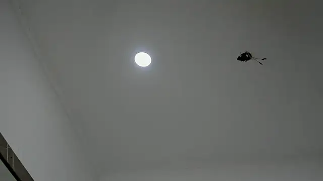 alice  brow online show from 27, 9, 2025