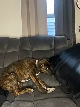 StableQuakers online show from 12, 3, 2026