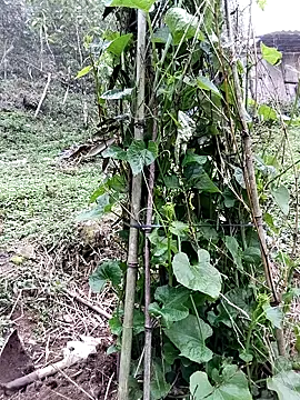 quynhkoolbae online show from 21, 3, 2026