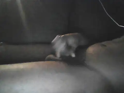 Bigcockjamaican876 online show from 19, 10, 2025