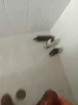 pitoduroparati online show from 7, 2, 2026