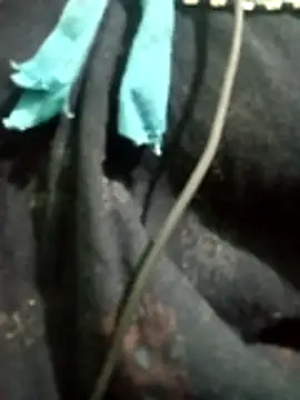 Telugu hot cpl online show from 16, 12, 2025