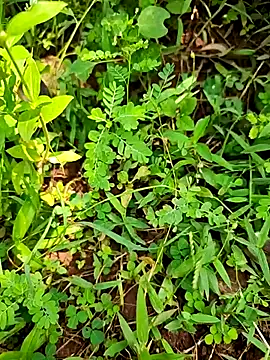 Snapshot of telugumodda4396 chatting on 21, 9, 2025 telugumodda4396 online show from 21, 9, 2025