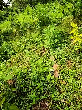 Snapshot of telugumodda4396 chatting on 23, 9, 2025 telugumodda4396 online show from 23, 9, 2025