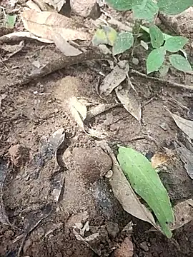 Snapshot of telugumodda4396 chatting on 14, 10, 2025 telugumodda4396 online show from 14, 10, 2025