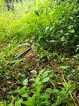 Snapshot of telugumodda4396 chatting on 19, 10, 2025 telugumodda4396 online show from 19, 10, 2025