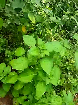 Snapshot of telugumodda4396 chatting on 25, 10, 2025 telugumodda4396 online show from 25, 10, 2025