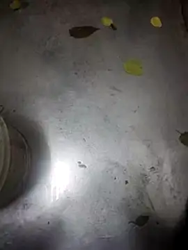 Snapshot of telugumodda4396 chatting on 13, 11, 2025 telugumodda4396 online show from 13, 11, 2025