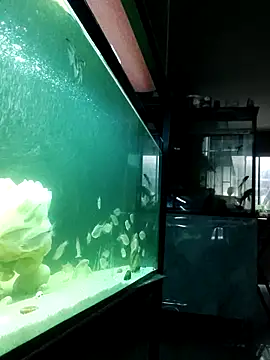 kata 77 online show from 4, 10, 2025