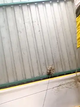 harinisree online show from 31, 10, 2025