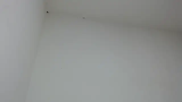 drako monster online show from 31, 1, 2026