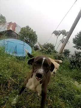 Snapshot of Ckinetor chatting on 11, 1, 2026 Ckinetor online show from 11, 1, 2026