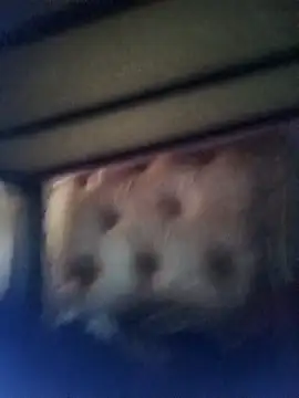 Cuteyuuboy2086 online show from 13, 1, 2026