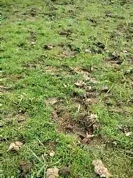 88zaifkhan88 online show from 15, 3, 2026