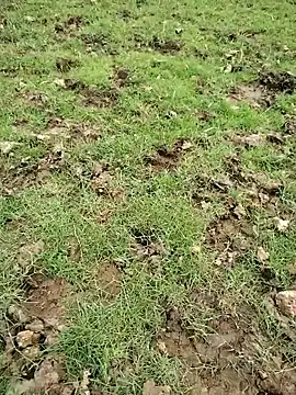 88zaifkhan88 online show from 20, 3, 2026