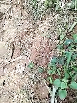 neko-nancy online show from 19, 1, 2026