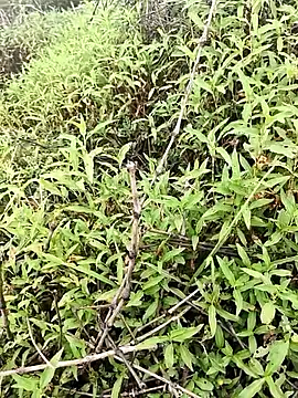 Snapshot of Sheela_Sex90 chatting on 16, 4, 2026 Sheela Sex90 online show from 16, 4, 2026