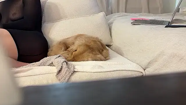 Ambrrr online show from 11, 4, 2026