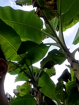 Wild and Sweets online show from 11, 1, 2026