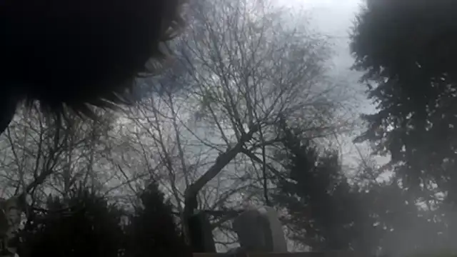 dongoralesko77 online show from 11, 4, 2026