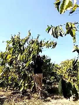 Ginny 2x online show from 22, 3, 2026