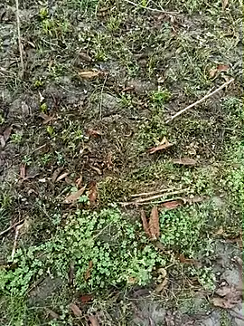 Shivanisingh4 online show from 30, 3, 2026