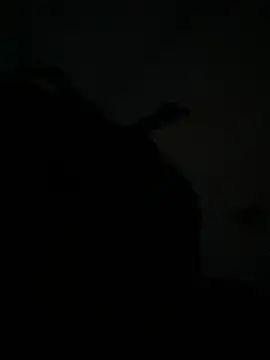 Hazelnuts29 online show from 3, 4, 2026