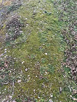 Snapshot of magicdickx21 chatting on 20, 2, 2026 magicdickx21 online show from 20, 2, 2026