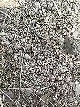 Cute Boy 4 online show from 18, 3, 2026