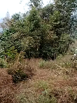 sushi-asa online show from 24, 2, 2026