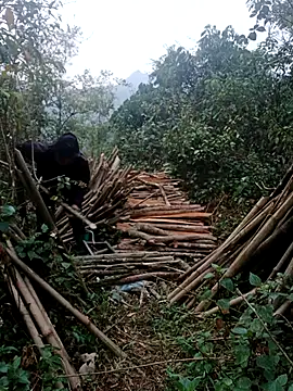 nelina 12345 online show from 15, 4, 2026