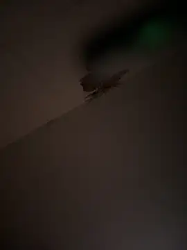 Valentinacouple online show from 7, 3, 2026