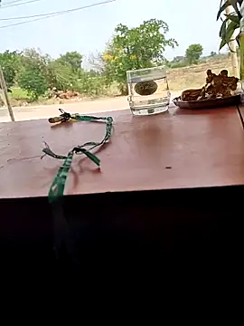 Chandu1245 online show from 11, 4, 2026