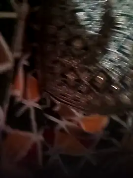 Rashmika Mandana online show from 16, 4, 2026