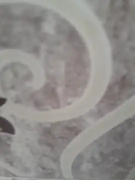 Snapshot of sk022 chatting on 15, 4, 2026 sk022 online show from 15, 4, 2026