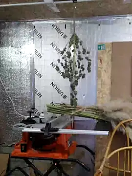 Snapshot of IronedTitan chatting on 12, 12, 2024 IronedTitan online show from 12, 12, 2024